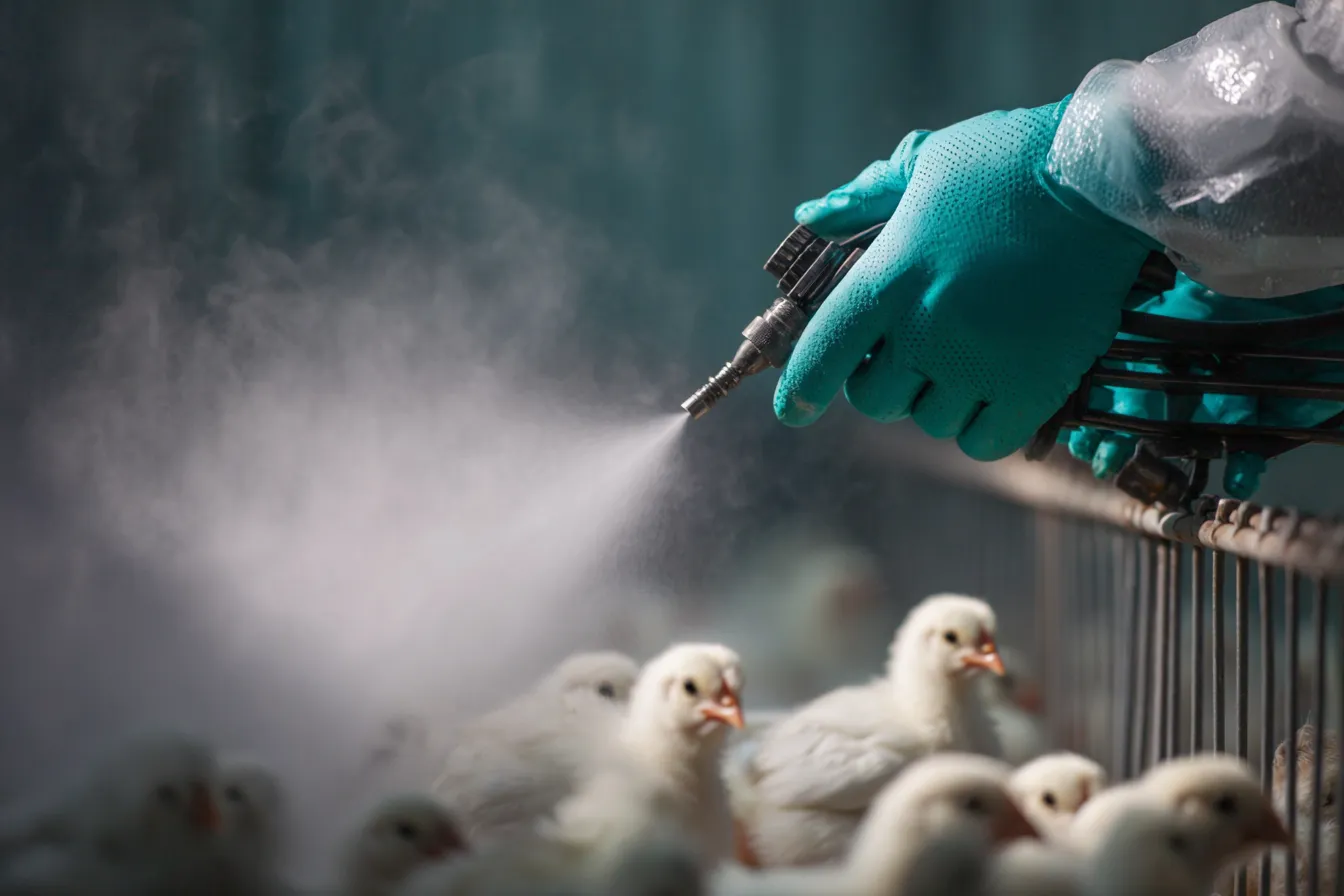 Spray vaccination misting a fine cloud over young broiler birds in a controlled shed